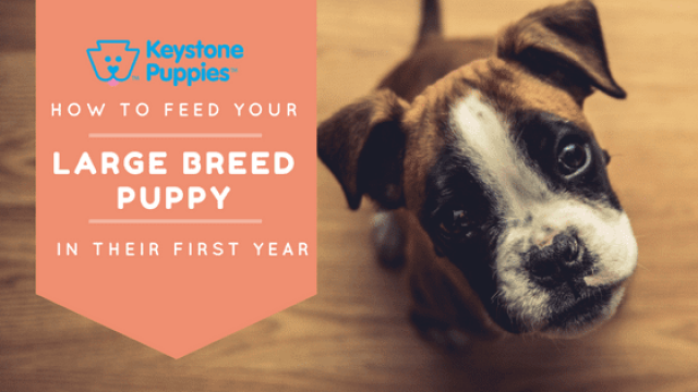 How Should You Feed Your Large Breed Pup?