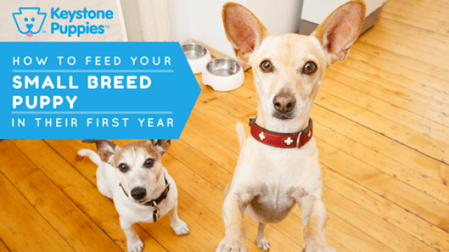 How Should You Feed Your Small-Breed Pup?