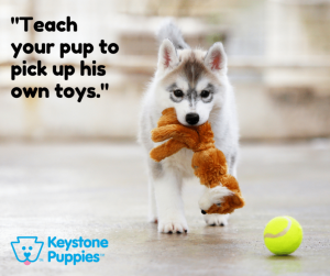 Play-indoors-malamute-keystone-puppies-pennsylvania