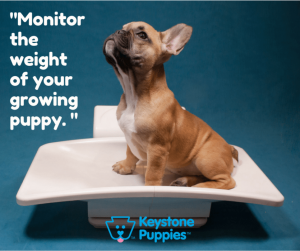 Watch-weight-french-bulldog-keystone-puppies-Pennsylvania