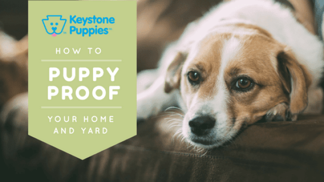 How to Puppy Proof Your Home