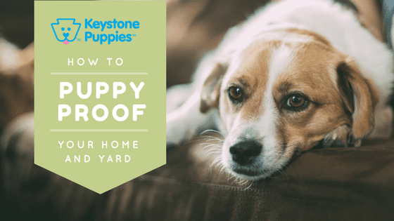 Puppy proofing beagle Pet Need Home Puppies