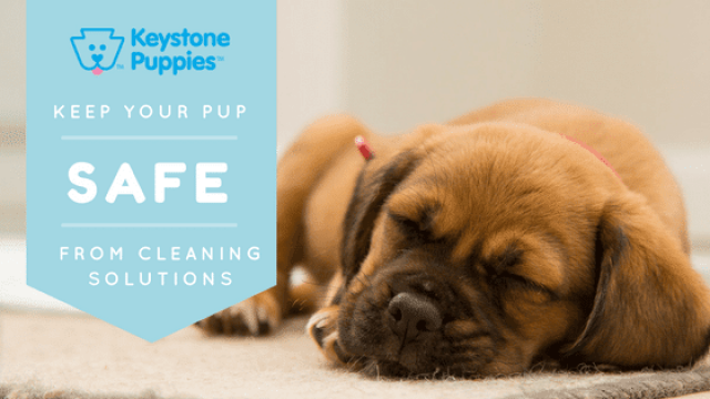 Spring Cleaning: Keep Your Pup Safe From Cleaning Solutions