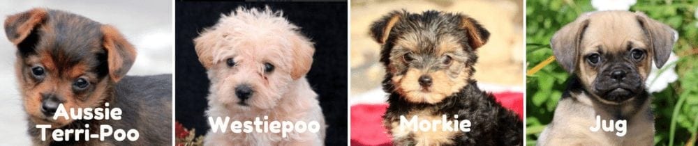 Puppies-for-sale-PA-Aussie-Terri-Poo_Wesstiepoo_Morkie_Jug