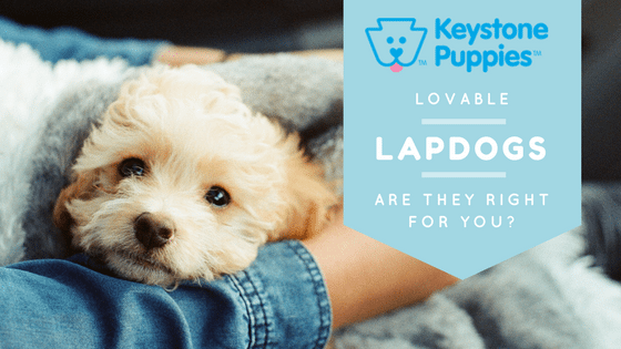 Bichon-Frise-Lovable-Lapdog-Keystone-Puppies