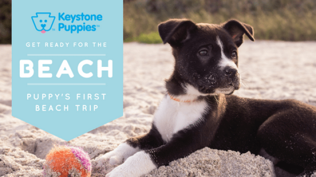 5 Beach Tips for Puppy Owners