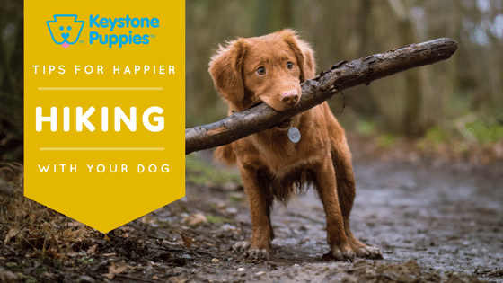 Chesapeake-Bay-Retreiver-Hiking-Puppies-for-sale-PA