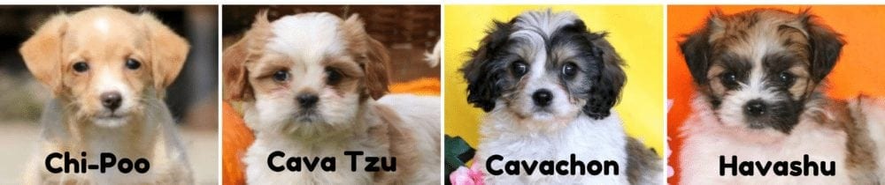 Puppies-for-sale-PA-Chi-Poo_Cava-Tzu_Cavachon_Havashu