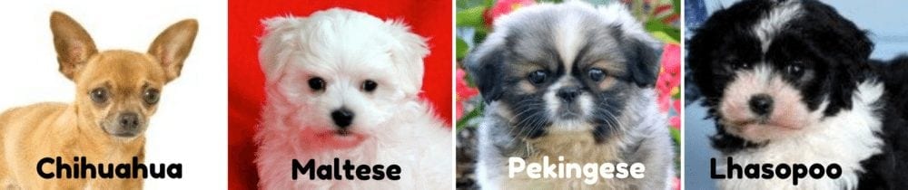 puppies-for-sale-PA-Chihuahua-Maltese-Pekingese-Lhasopoo