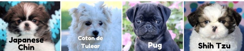 Puppies-for-sale-PA-Japanese-Chin-Coton-de-Tulear-Pug-Shih-tzu
