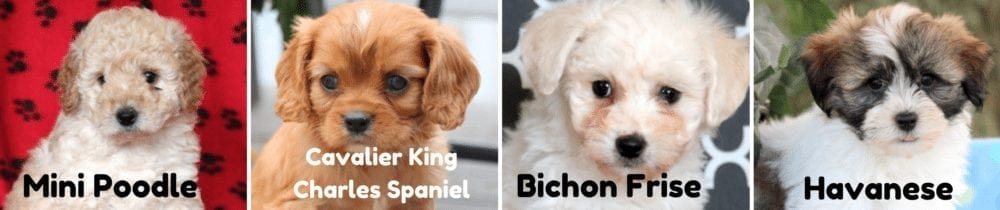 Puppies-for-sale-PA-Mini-Poodle-Cavalier-King-Charles-Spaniel-Bichon-Frise-Havanese