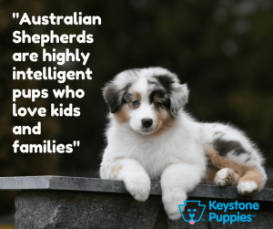 Australian-Shepherd-Puppy-for-Sale-PA-Pennsylvania