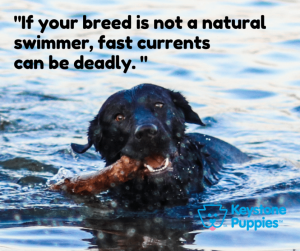 Black-Labrador-swimming-in-Lake-with-Current