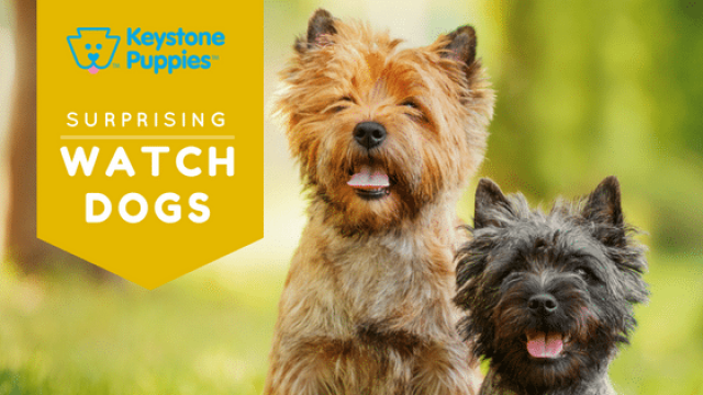 Surprise! These Breeds Make Great Watchdogs.