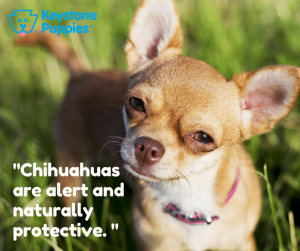 Chihuahuas are very small and don't need much exercise.