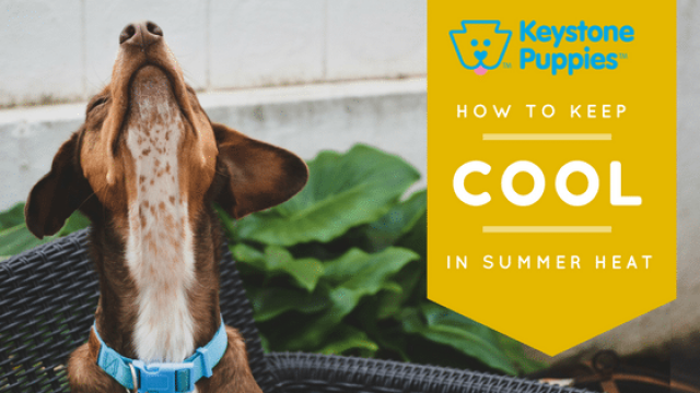 Cool Dogs: How to Avoid Heat Exhaustion This Summer