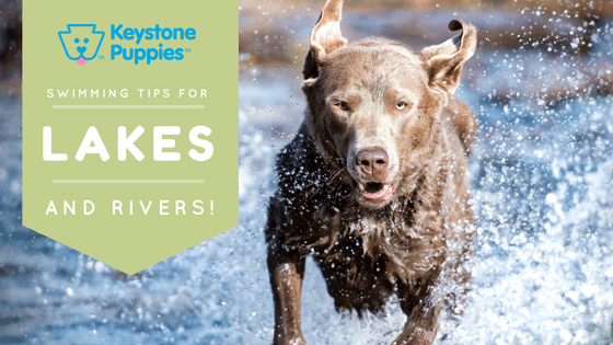 Lake-Rivers-Blog-Chesapeake-Bay-Retreiver-Pennsylvania-PA-Puppies-for-Sale