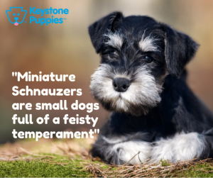 Mini-Schnauzer-Puppy-for-Sale-PA-Pennsylania-Keystone