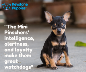 Miniature-Pinscher-Puppy-for-sale-PA-Pennsylvania