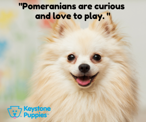 Pomeranian-Puppy-cute-watchdog-for-sale-Pennsylvania puppies