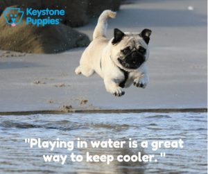 pug-water-play-puppies-for-sale-Pennsylvania-PA