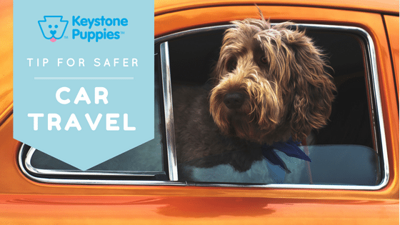 Wheaten-Terrier-in-Car-Pennsylvania-Puppy