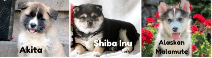 Akita-shiba-inu-alaskan-malamute-puppies-for-sale-PA