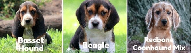 basset-beagle-redbone-coonhound-puppies-for-sale-PA