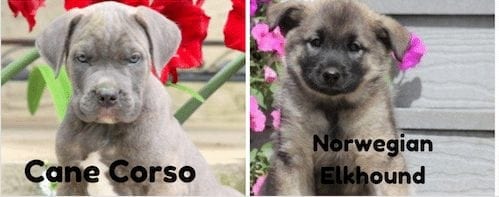 Cane-Corso-Norwegian-Elkhound-Breed-Keystone-Puppies-Pennsylvania