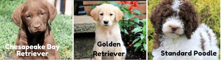 chesapeake-bay-retriever-golden-standard-poodle-puppies