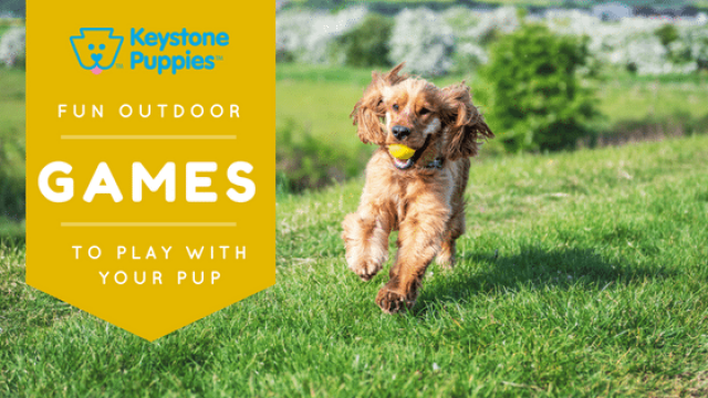 Outdoor Games You can Play With Your Puppy