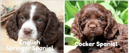 Cocker-Springer-Spaniel-Breed-Keystone-Puppies-Pennsylvania