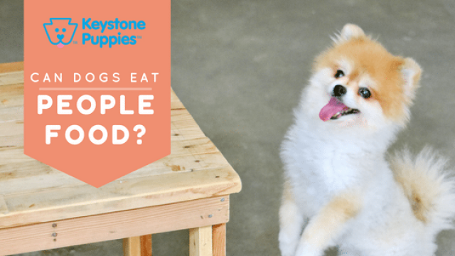 Which People Foods are Okay for Dogs?