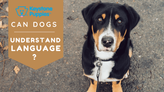 How Much Language do Dogs Actually Understand?
