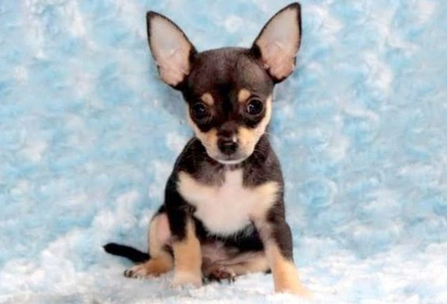 Chihuahua-Category.jpg