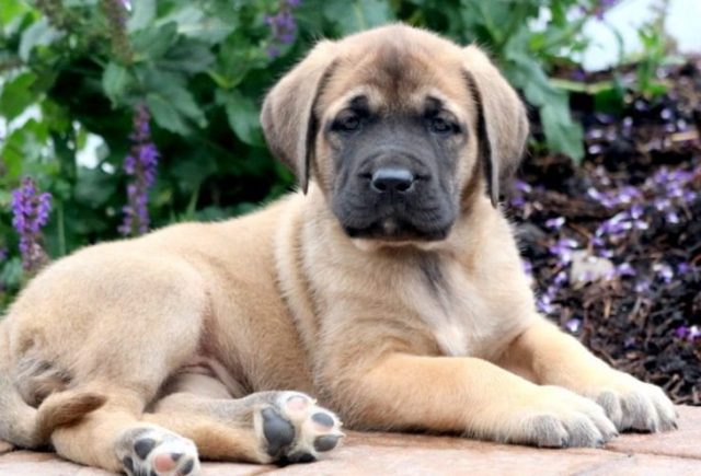 English Mastiff puppies for sale
