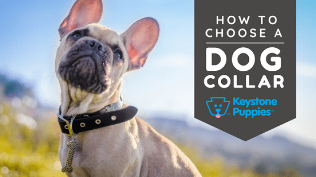 How to Choose A Dog Collar