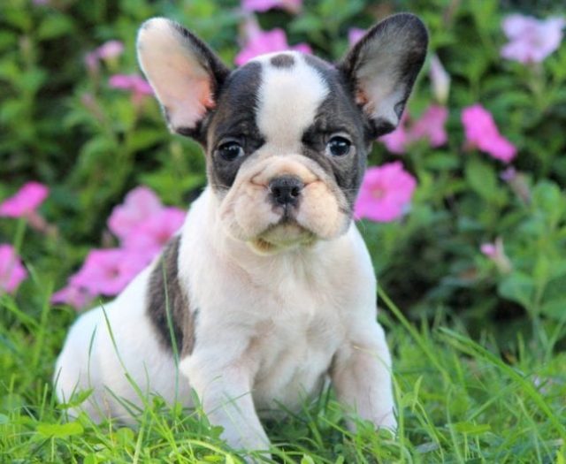 french bulldog puppies for sale