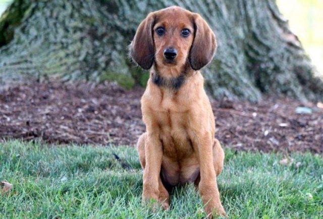 Redbone-Coonhound-Mix-Puppies-for-Sale-In-PA-e1519084901517.jpg