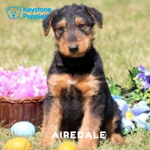 airedale-terrier-healthy-responsibly-bred-Pennsylvania