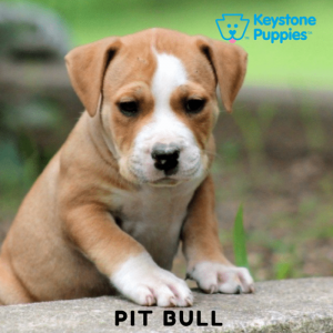 American-Pit-Bull-Terrier-Keystone-Puppies-Puppies-for-sale-Pennsylvania