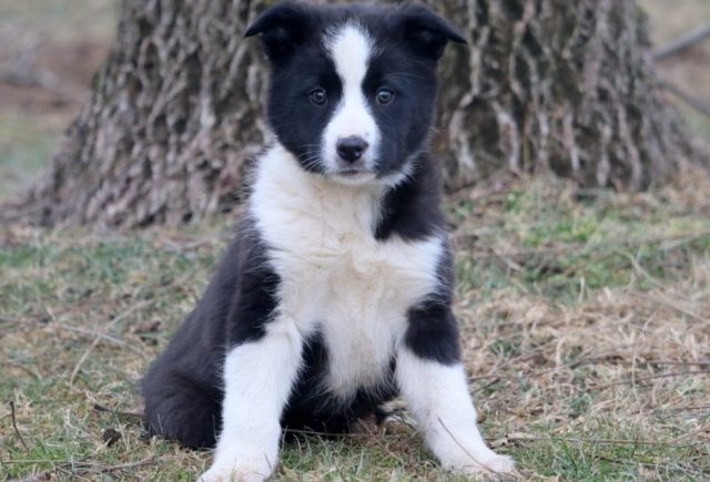 Border Collie Mix Category