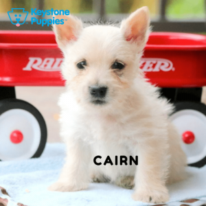 Cairn-Terrier-Puppy-Keystone-Puppies-Puppies-for-sale-Pennsylvania