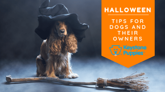 Halloween Tips for Dogs and Their Owners
