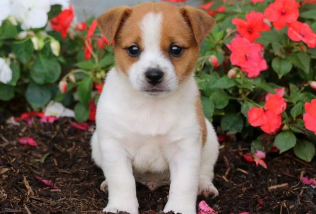 Jack Russell Mix Category