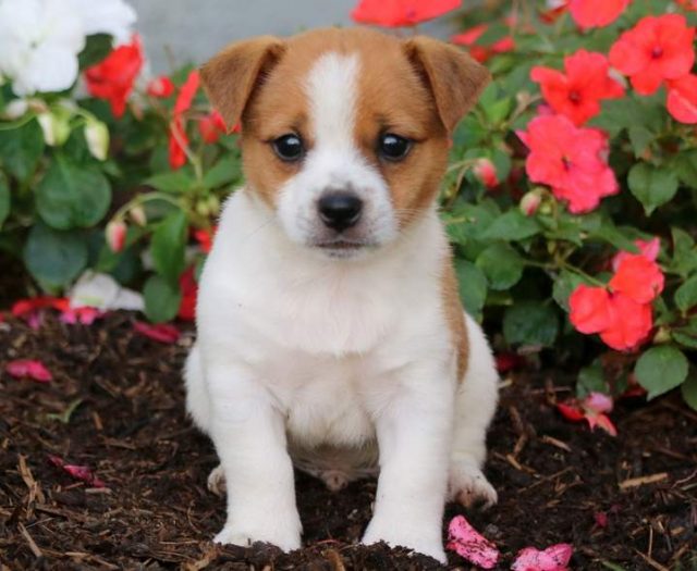Jack Russell Mix