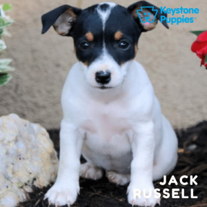 jack-russell-terrier-healthy-responsibly-bred-Pennsylvania
