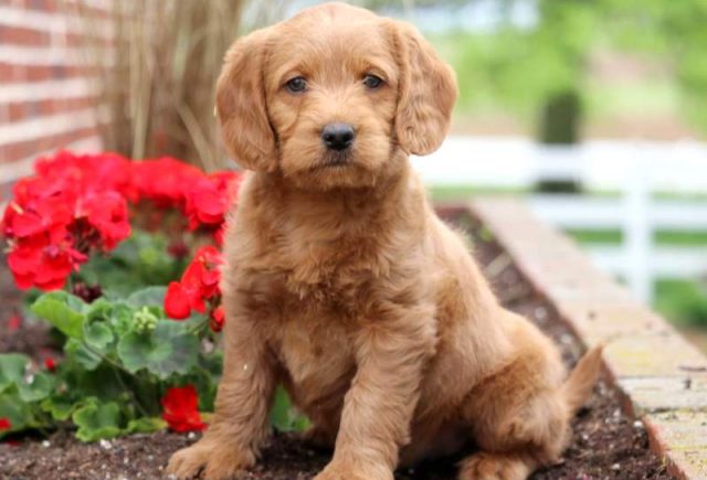 Mini Labradoodle puppies for sale