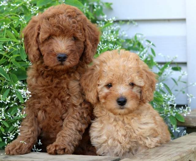 Mini Poodle puppies for sale