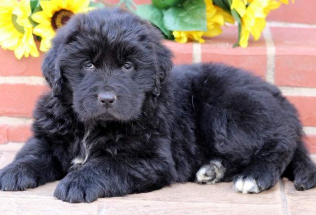 Newfoundland Puppies For Sale